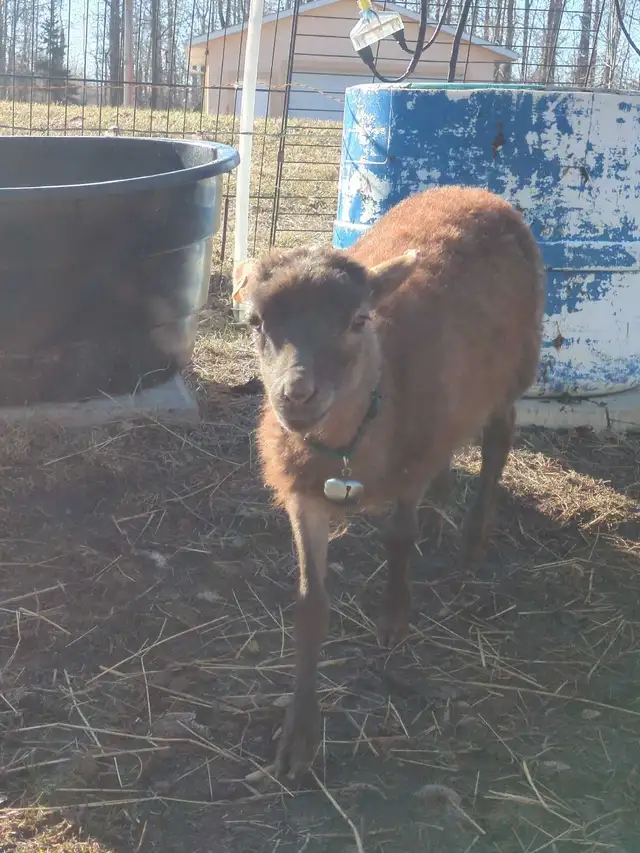 Tiny Ewe Lambs - Photo 3
