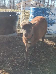 Tiny Ewe Lambs - Photo 3