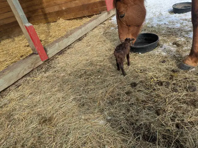 Tiny Ewe Lambs - Photo 4