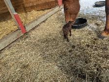 Tiny Ewe Lambs - Photo 4