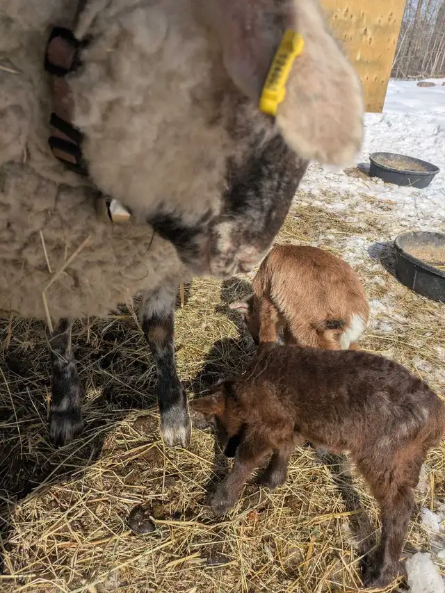 Tiny Ewe Lambs - Photo 5