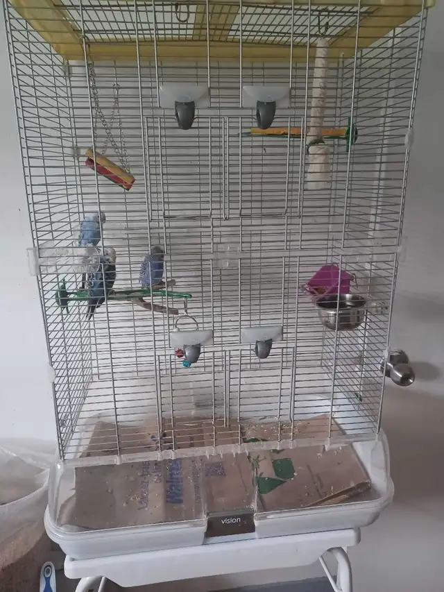 grande cage vision avec 3 perruches 21Lx12px31h bon etat $160 - Photo 2