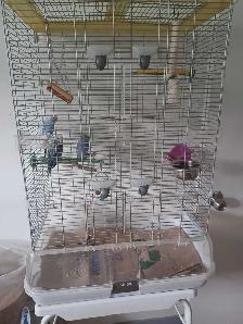 grande cage vision avec 3 perruches 21Lx12px31h bon etat $160 - Photo 2