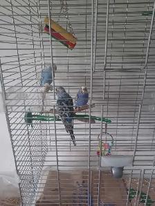 grande cage vision avec 3 perruches 21Lx12px31h bon etat $160 - Photo 3