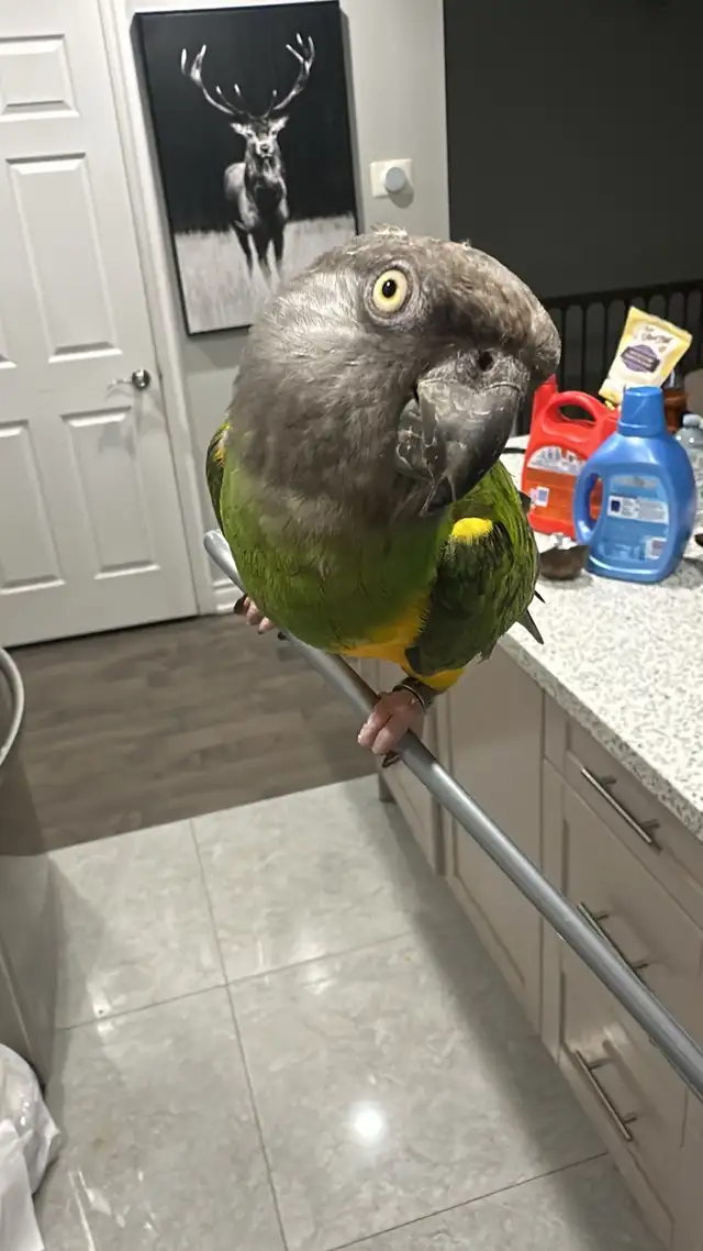 birds rehome - Photo 2