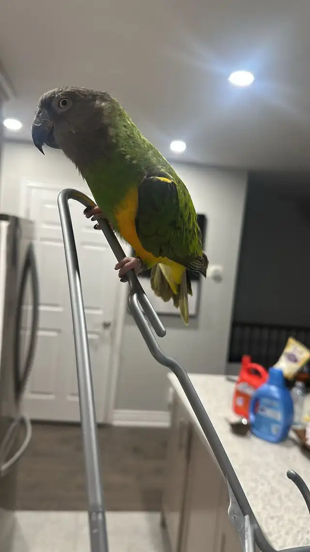 birds rehome - Photo 4