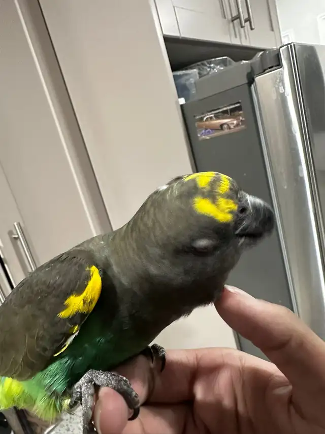 birds rehome - Photo 6