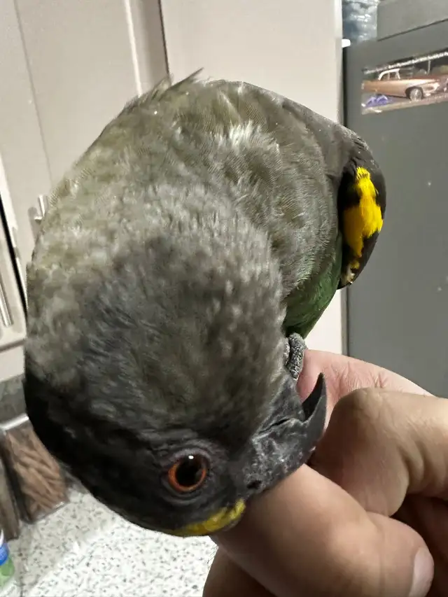 birds rehome - Photo 7