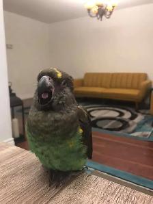 birds rehome - Photo 9
