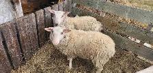 Male Sheep -