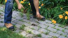 seeking for amployer landscaping - Photo 3