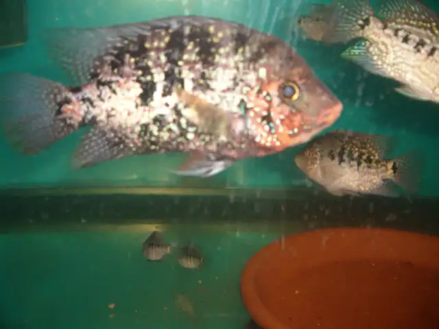 FOR SALE MALE RED TEXAS $100
