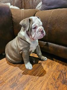 chiot bulldog anglais