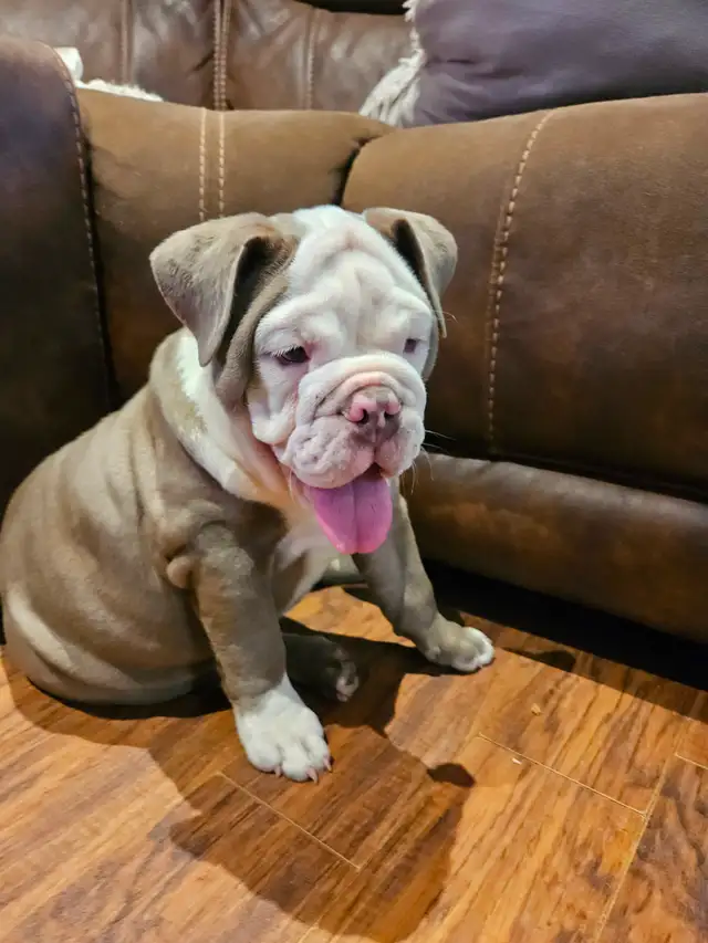 chiot bulldog anglais - Photo 2