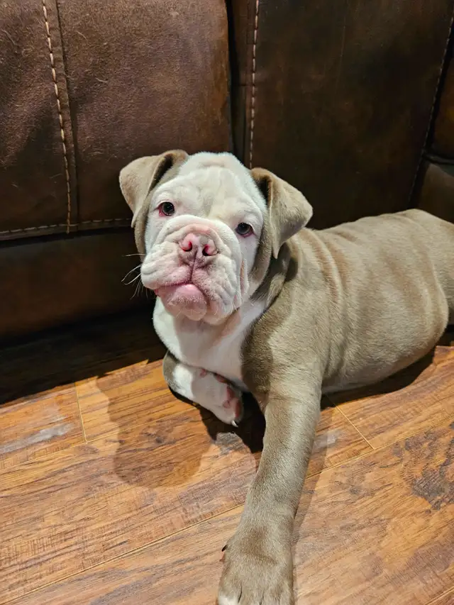 chiot bulldog anglais - Photo 3