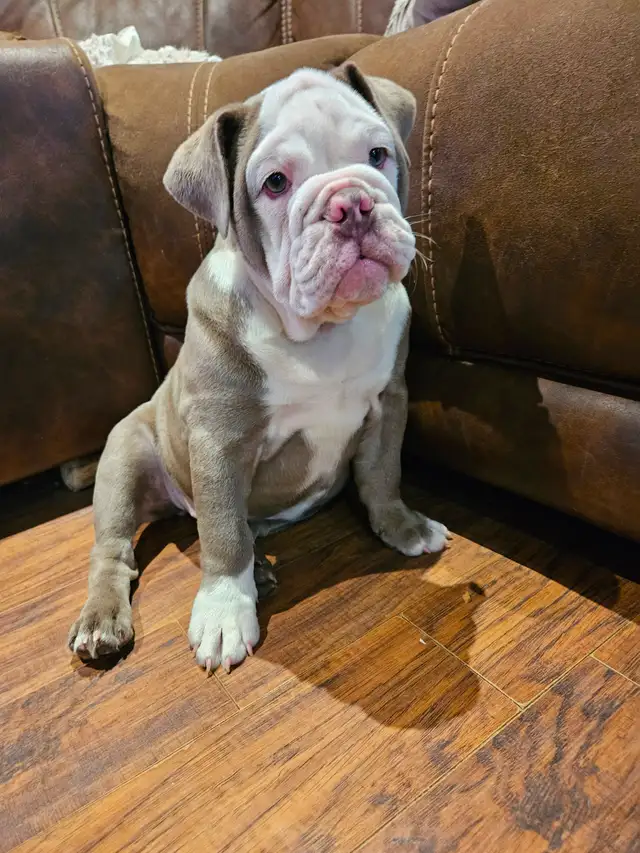 chiot bulldog anglais - Photo 4