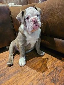 chiot bulldog anglais - Photo 4