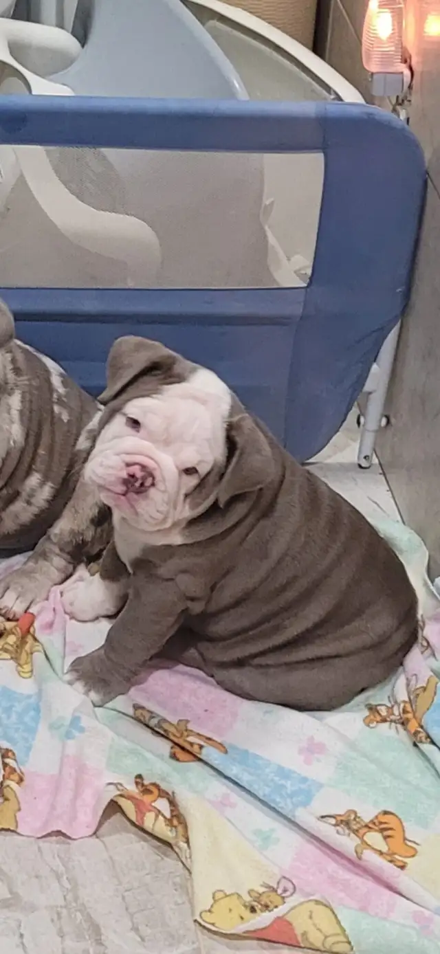 chiot bulldog anglais - Photo 5