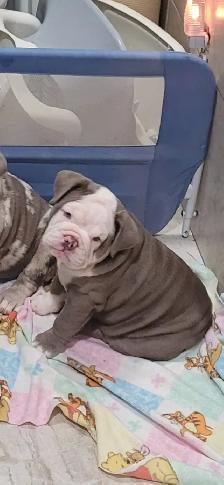 chiot bulldog anglais - Photo 5