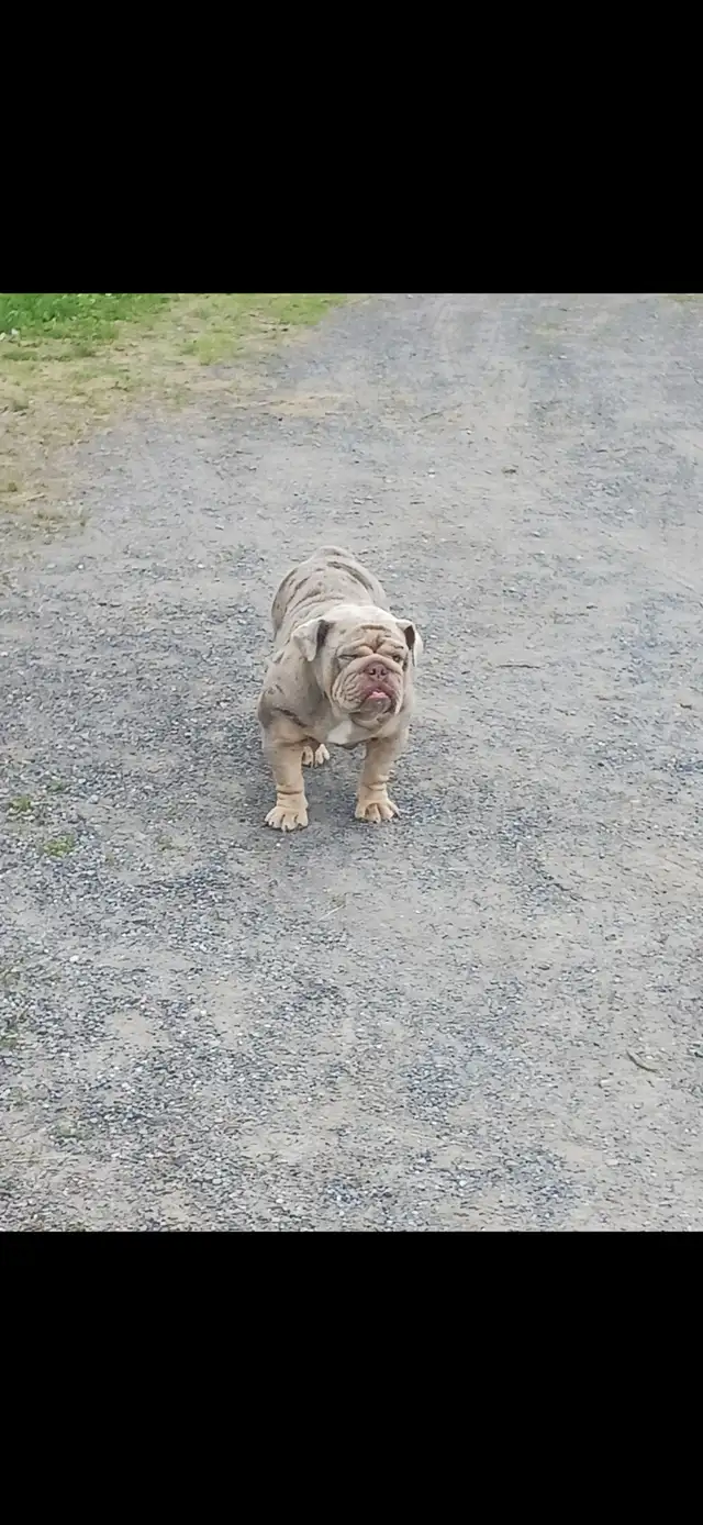 chiot bulldog anglais - Photo 6