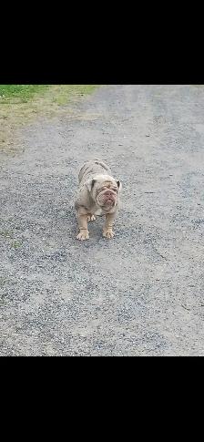 chiot bulldog anglais - Photo 6