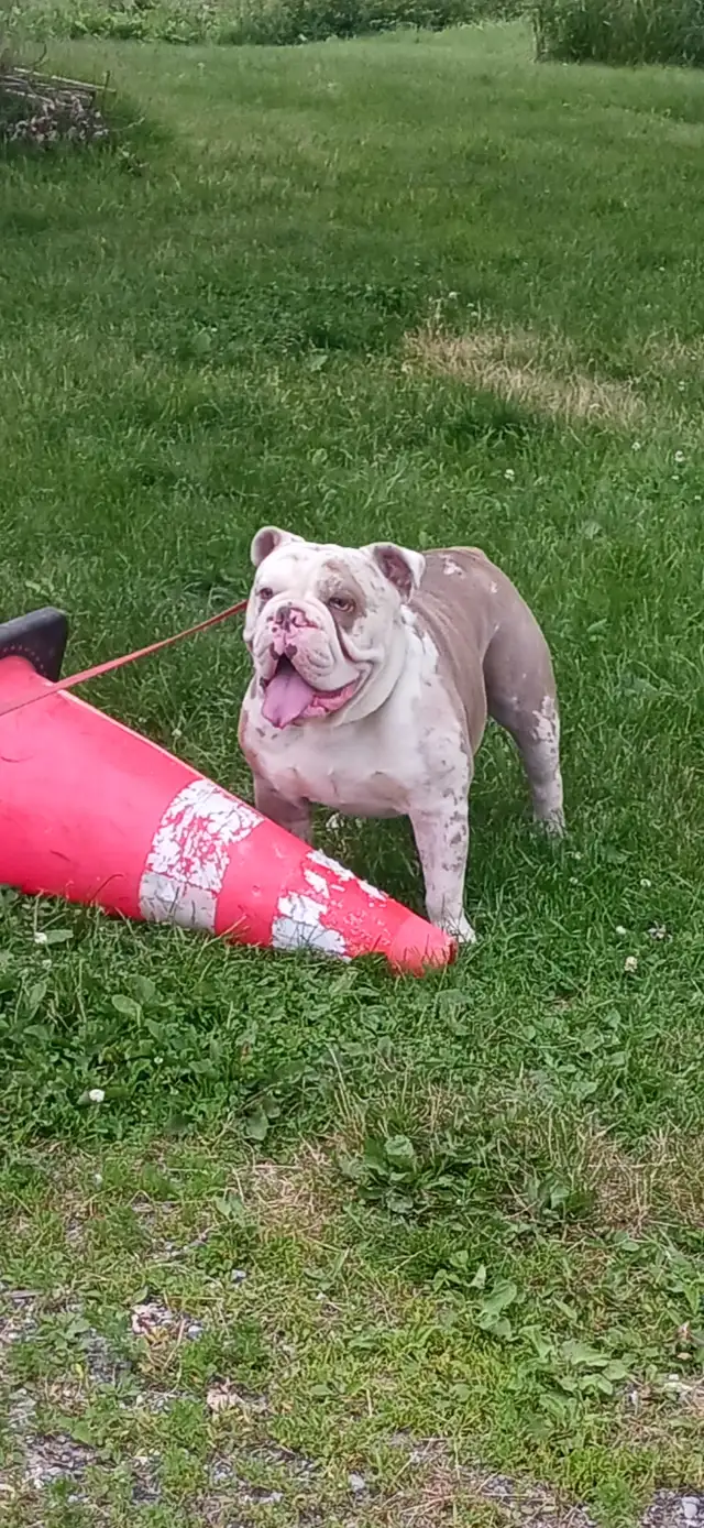 chiot bulldog anglais - Photo 7