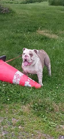 chiot bulldog anglais - Photo 7