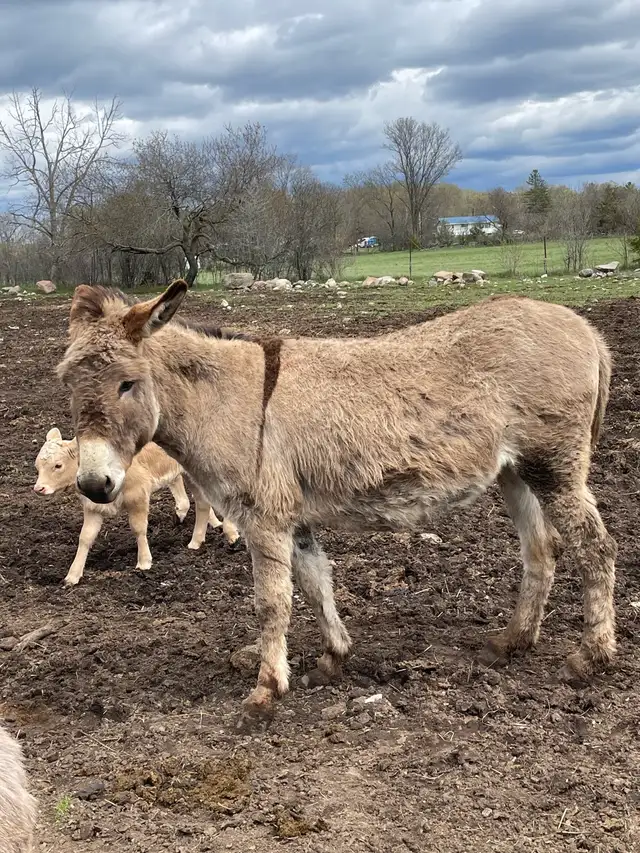 Jenny Donkey