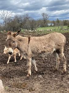 Jenny Donkey