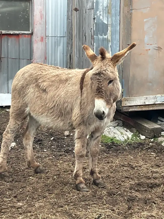 Jenny Donkey - Photo 2