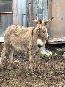 Jenny Donkey - Photo 2