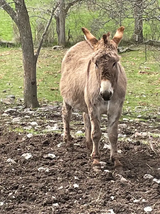 Jenny Donkey - Photo 3