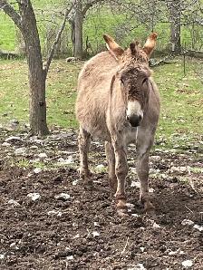 Jenny Donkey - Photo 3