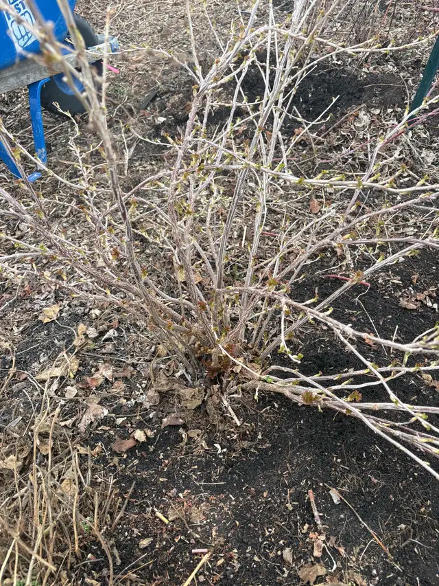 black currant bushes