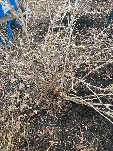 black currant bushes