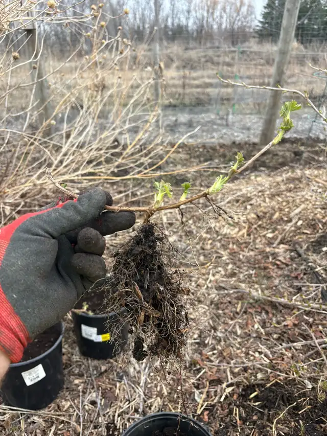 black currant bushes - Photo 3