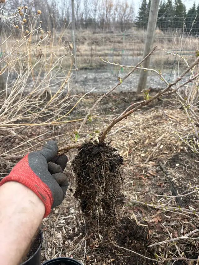 black currant bushes - Photo 4