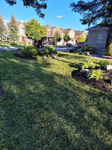 Landscaping (S.O.D) - Photo 5