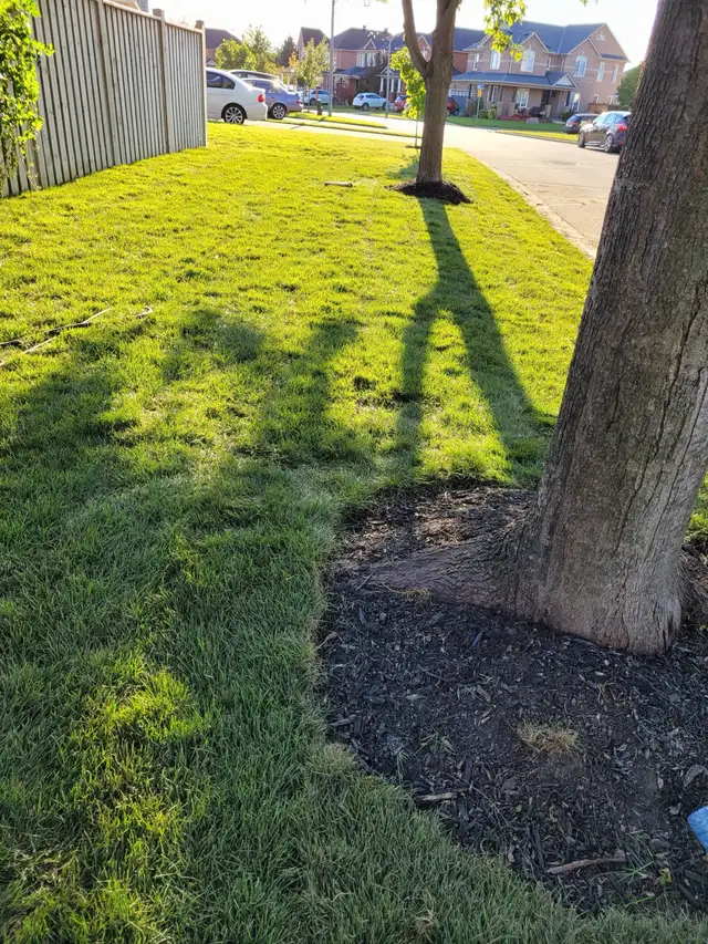 Landscaping (S.O.D) - Photo 6