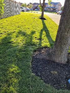Landscaping (S.O.D) - Photo 6