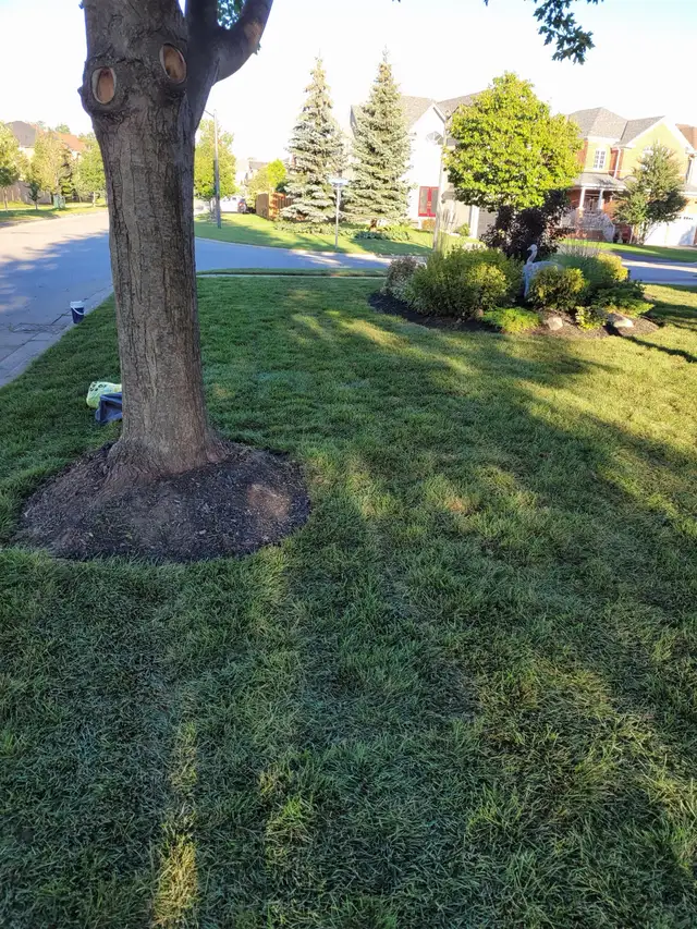 Landscaping (S.O.D) - Photo 8