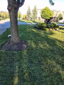 Landscaping (S.O.D) - Photo 8