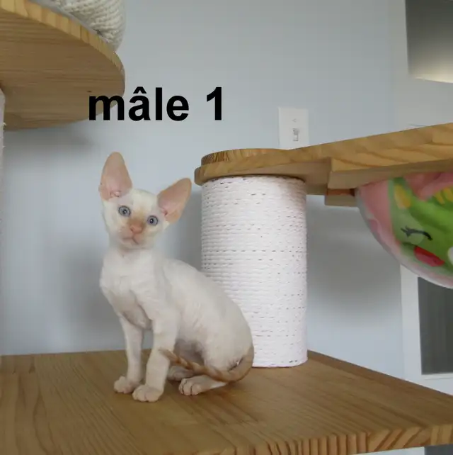 ❤️chaton mâle  ❤️rex cornish vermifugé, micropucé ❤️