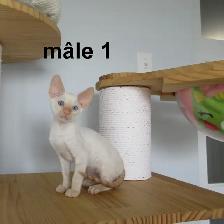 ❤️chaton mâle  ❤️rex cornish vermifugé, micropucé ❤️