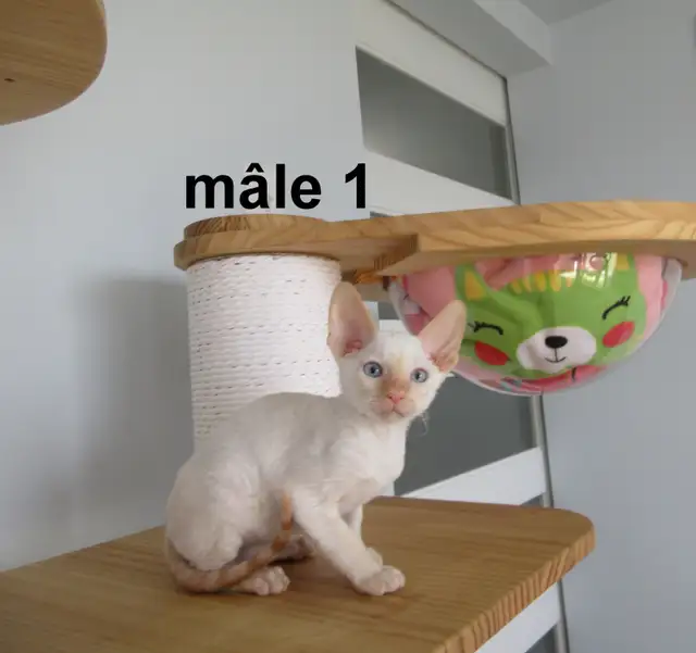 ❤️chaton mâle  ❤️rex cornish vermifugé, micropucé ❤️ - Photo 2