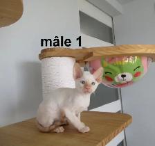 ❤️chaton mâle  ❤️rex cornish vermifugé, micropucé ❤️ - Photo 2