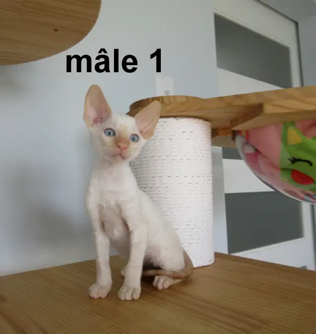 ❤️chaton mâle  ❤️rex cornish vermifugé, micropucé ❤️ - Photo 3