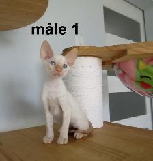 ❤️chaton mâle  ❤️rex cornish vermifugé, micropucé ❤️ - Photo 3