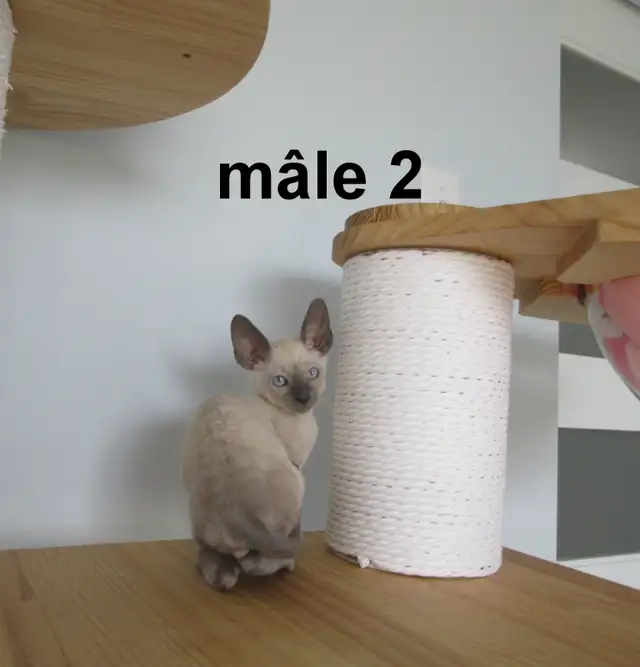 ❤️chaton mâle  ❤️rex cornish vermifugé, micropucé ❤️ - Photo 4