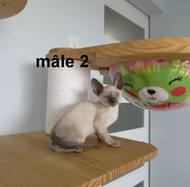 ❤️chaton mâle  ❤️rex cornish vermifugé, micropucé ❤️ - Photo 5